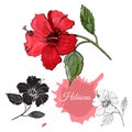 Set with monochrome, colored and silhouette of hibiscus flower. Hand drawn ink sketch isolated on white background Royalty Free Stock Photo