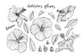 Set of monochrome hand drawn hibiscus flowers clipart. Floral design elements. Isolated on white background. Vector Royalty Free Stock Photo