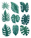 Set, Monstera leaf, green, 2D, white background, image from AI Generated