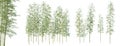 Set of moso bamboo trees with selective focus closeup isolated on white background. 3D render. Royalty Free Stock Photo