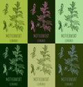 A set of Motherwort LEONURUS in various color compositions. Medicinal meadow herbal sedative plant. Used in cooking, medicine,