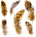 Set of mottled brown plumes