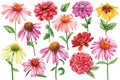 Set Multicolor Flowers, echinacea, chrysanthemum, zinnia on a white background. Watercolor botanical illustration Royalty Free Stock Photo