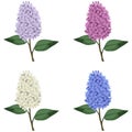 Set of multicolor lilac branches