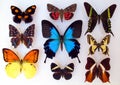 Set multicolor tropical butterflies. Entomology collection. Lepidoptera