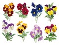 Set of multicolored pansies Royalty Free Stock Photo