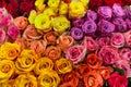 Set of multicolored roses Royalty Free Stock Photo
