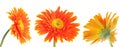 Set of multiple different bright orange gerbera flowers heads isolated on white background Royalty Free Stock Photo