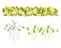 Set of Mung Beans and Sprouts on White Background