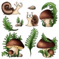 Set mushroom edible porcini and surprised snail sketch black outline different elements isolated