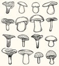 Set of mushroom illustration