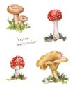 Set mushroom watercolor: amanita, chanterelle, volnushki