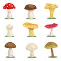 Set of mushrooms