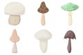 SET of mushrooms. Edible Organic mushrooms. Truffle brown cap. Forest wild mushrooms types Royalty Free Stock Photo