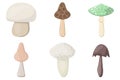 SET of mushrooms. Edible Organic mushrooms. Truffle brown cap. Forest wild mushrooms types Royalty Free Stock Photo