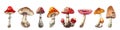 Set of mushrooms, fly agaric, boletus, toadstool, honey agarics, morel, russula