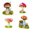 Watercolor illustrations of mushrooms