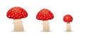 Set mushrooms toadstool cute. Inedible mushrooms. fly agaric,