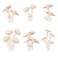 Set of mushrooms toadstools. forest plants, mushrooms Royalty Free Stock Photo