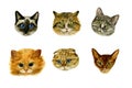 Set of muzzle cats on a white background. Watercolour. Handmade illustration. Perfect for fabrics, cards, T-shirt prints.