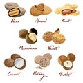 Set of named icons nuts. Walnut, coconut, nutmeg, hazelnut, pecan, almond, peanut, macadamia. Nutrition and agriculture.