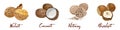 Set of named vector icons nuts and seeds. Nutrition and agriculture concept. Walnut, coconut, nutmeg, hazelnut.