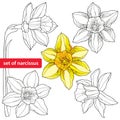 Set of narcissus flower or daffodil on white background. Floral elements in contour style.