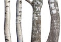 Set of natural birch trunks isolated on white background Royalty Free Stock Photo