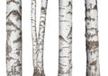 Set of natural birch trunks isolated on white background Royalty Free Stock Photo