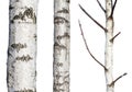 Set of natural birch trunks isolated on white background Royalty Free Stock Photo