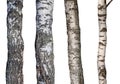 Set of natural birch trunks isolated on white background Royalty Free Stock Photo