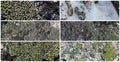Set of natural textures. Stones covered with lichen. Royalty Free Stock Photo