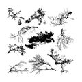 Set of natural tree branches silhouettesvector illustration Royalty Free Stock Photo