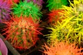 Set Neon Cactus. Minimal creative stillife