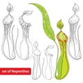 Set of Nepenthes or monkey-cup on white background. Illustrated series of carnivorous plants.