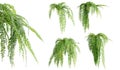 Set of Nephrolepis Biserrata plants, isolated on white background. 3D render. Royalty Free Stock Photo