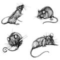 Set new year mouse, rat clip art graphics linner Royalty Free Stock Photo