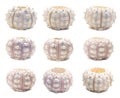 Set of nine sea urchin skeleton Royalty Free Stock Photo