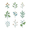 Set of nine simple hand drawn floral branches, vector illustration