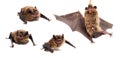 Set of Northern bat on white. Royalty Free Stock Photo