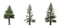 Set of Norway Spruce trees