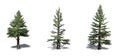 Set of Norway Spruce trees with shadow on the floor