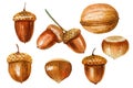 Set nut, acorn, walnut, hazelnut isolated white background, watercolor illustration Royalty Free Stock Photo