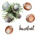 Set nut hazelnuts. Isolated on white background. Royalty Free Stock Photo