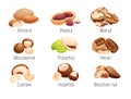 Set of nut icons, whole and cracked nuts