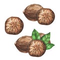 Set of nutmegs on a white background. Watercolor illustration