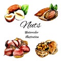 A set of nuts. Watercolor