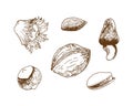 Set of nuts imprint stamp pistachio hazel walnut almonds, hand drawing print, outline, silhouette. Isolated, white