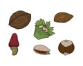 Set of nuts, pistachios hazelnut walnut almonds, hand contour drawing, doodling, colored. Isolated, white background.