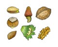 Set of nuts, pistachios hazelnut walnut almonds, hand-drawn pencil drawing, contour, sketch. Isolated, white background.